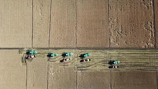 新华社照片，哈尔滨，2021年3月17日  农机在黑龙江垦区一农场的稻田中收获水稻（2020年10月16日摄）。 新华社记者王建威摄